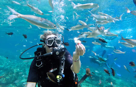 A view from Scuba Diving