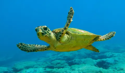 Marmaris Dalyan & Turtle Beach By Bus